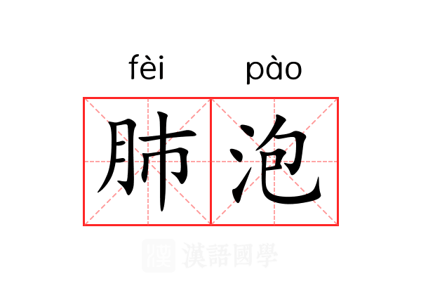 肺泡 肺泡