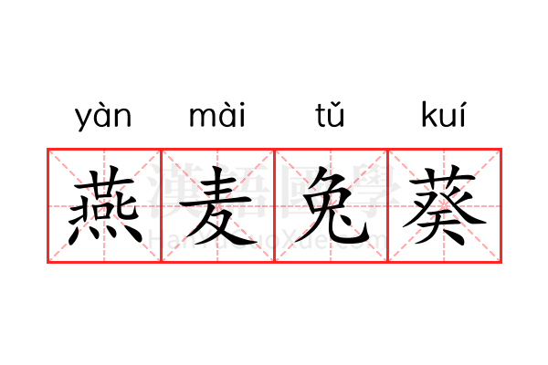 燕麦兔葵 燕麦兔葵