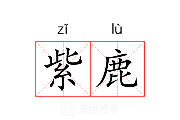 紫鹿 紫鹿