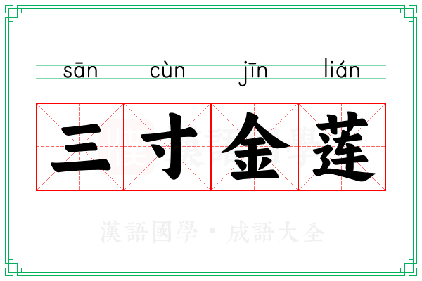 三寸金莲 三寸金莲
