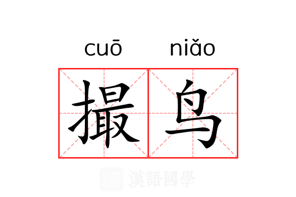 撮鸟