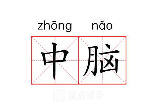中脑 中脑