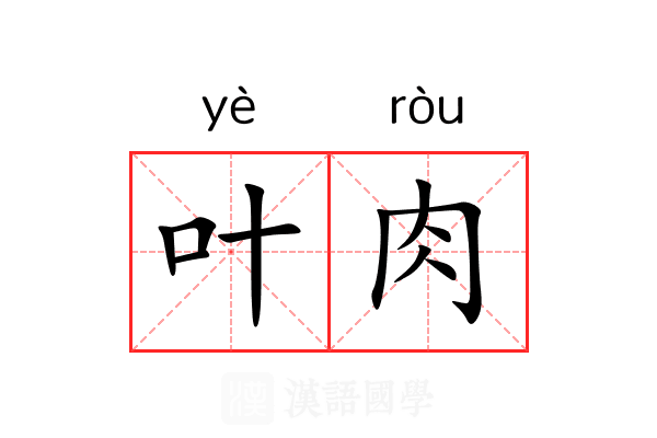 叶肉 叶肉
