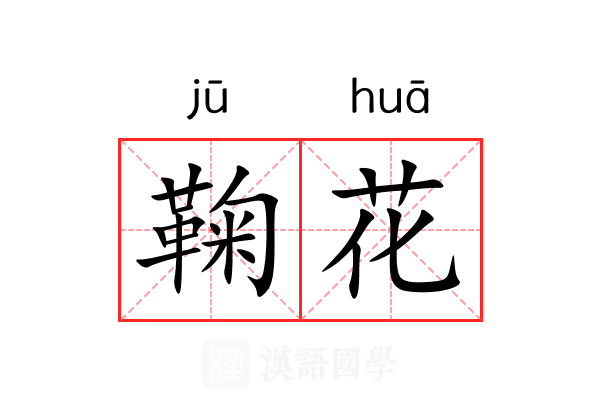 鞠花 鞠花