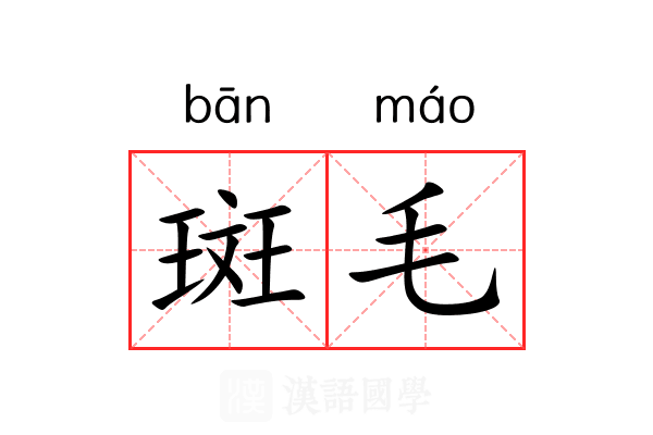 斑毛