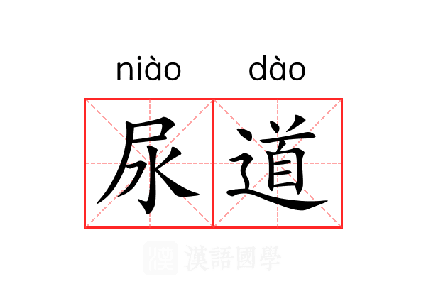 尿道
