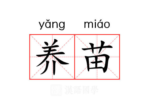 养苗 养苗