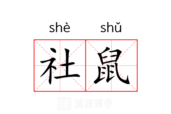 社鼠