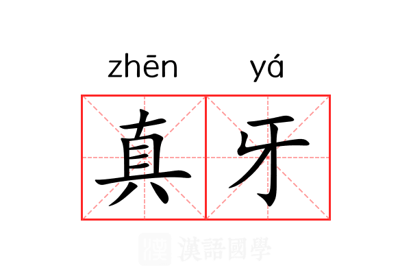 真牙 真牙
