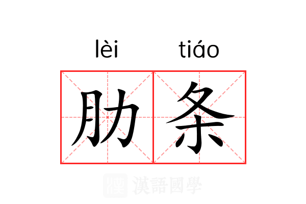 肋条 肋条