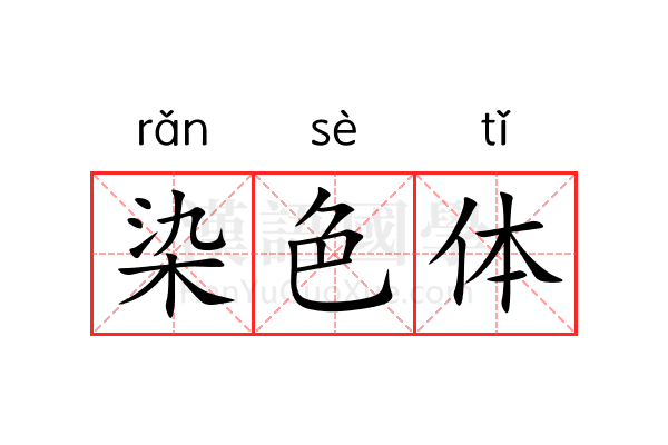 染色体