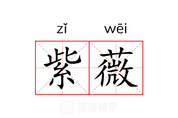 紫薇 紫薇