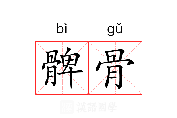 髀骨 髀骨
