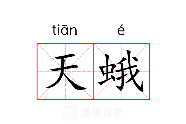 天蛾 天蛾