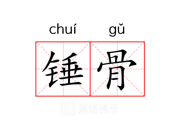 锤骨 锤骨