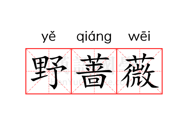 野蔷薇 野蔷薇