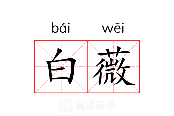 白薇 白薇