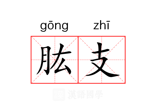 肱支