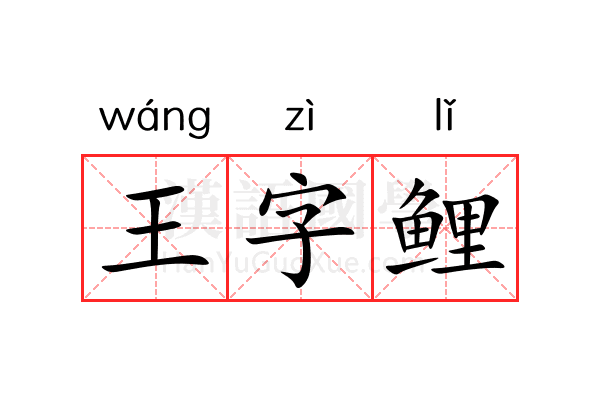 王字鲤 王字鲤