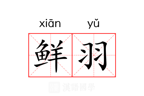 鲜羽 鲜羽
