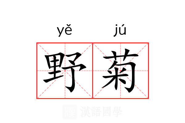 野菊 野菊