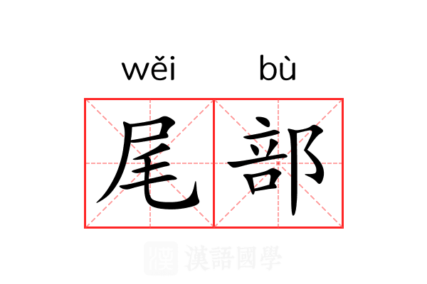 尾部 尾部