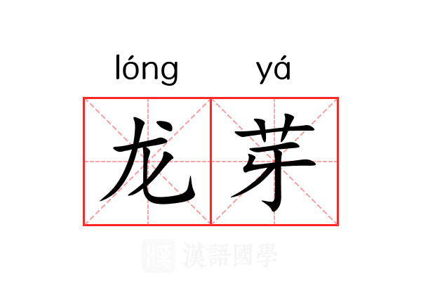 龙芽 龙芽