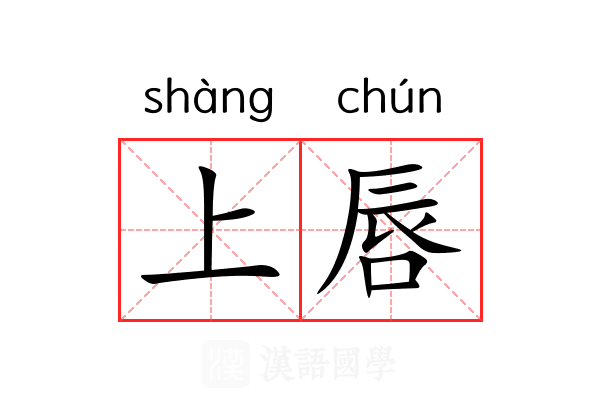 上唇 上唇