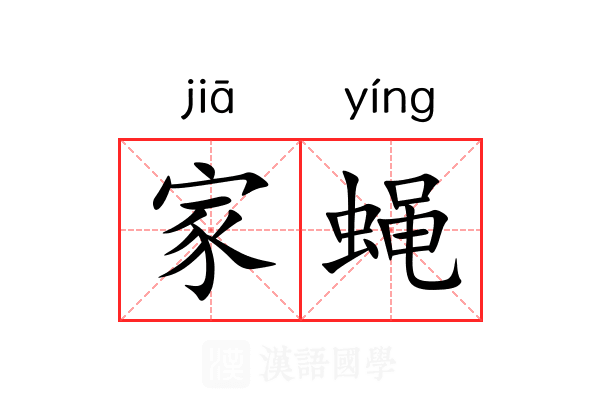 家蝇 家蝇