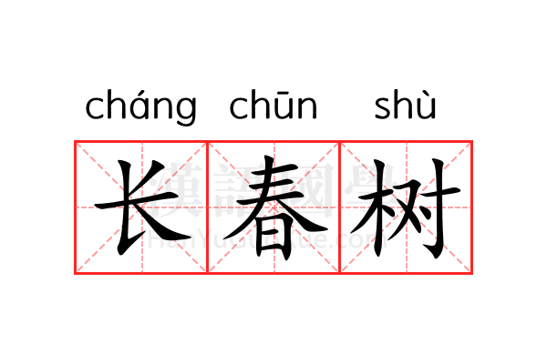 长春树 长春树