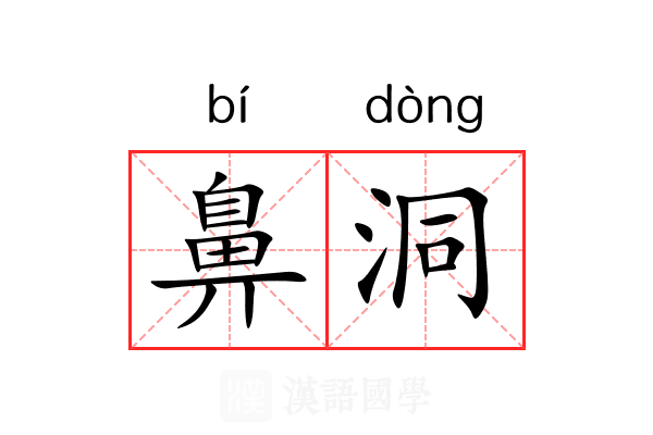 鼻洞