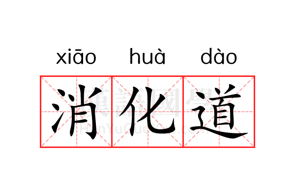 消化道 消化道