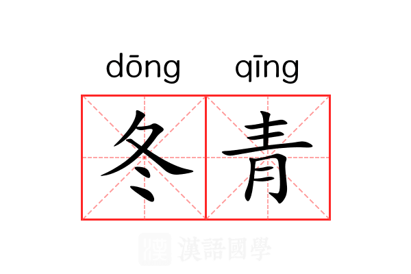冬青