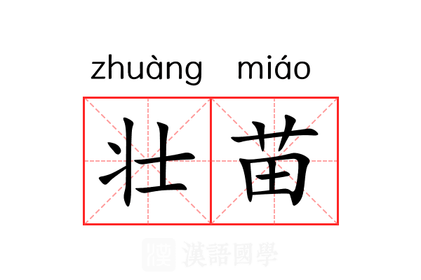 壮苗