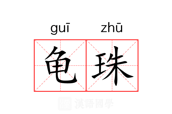 龟珠 龟珠
