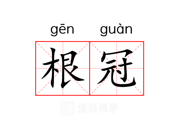 根冠 根冠