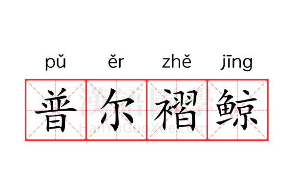 普尔褶鲸 普尔褶鲸