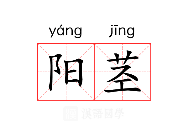 阳茎 阳茎