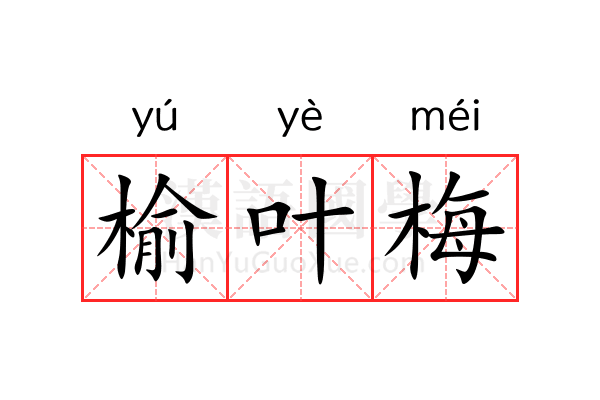 榆叶梅 榆叶梅