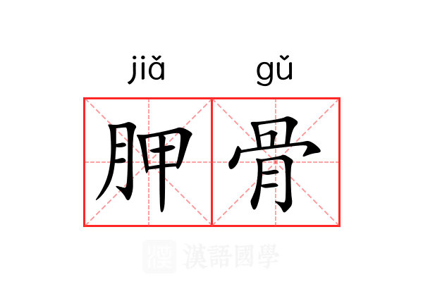 胛骨