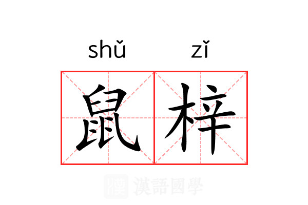 鼠梓