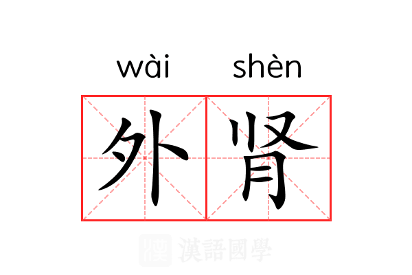 外肾