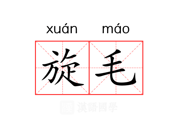 旋毛 旋毛