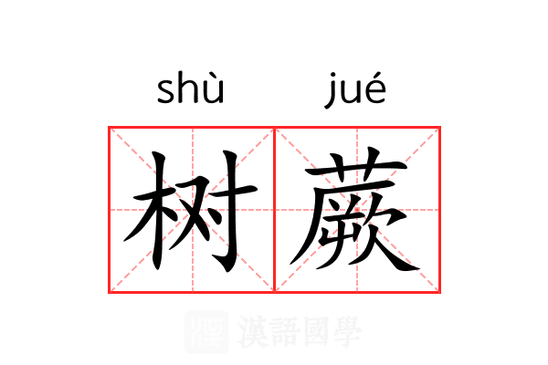 树蕨 树蕨